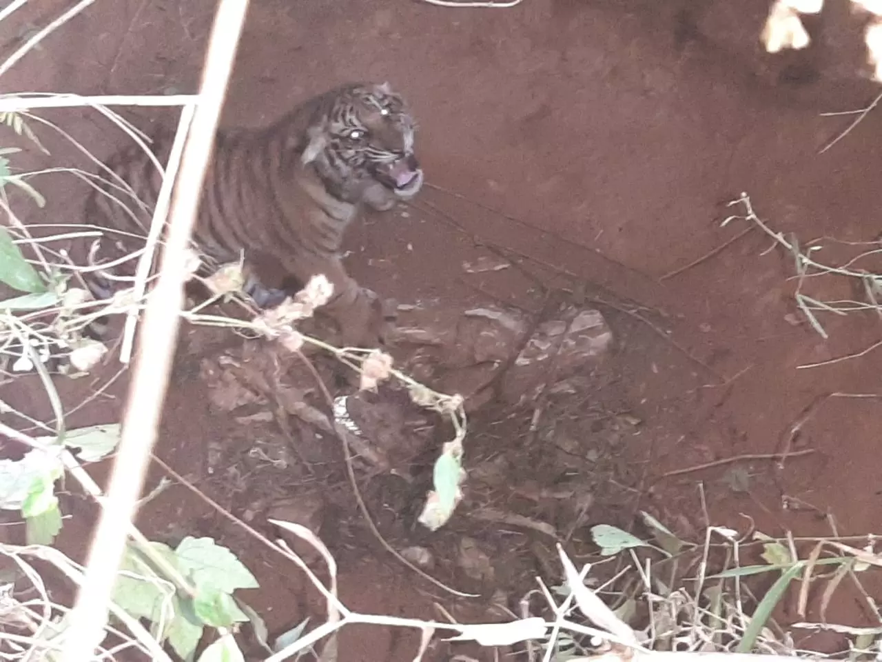 സുൽത്താൻ ബത്തേരിയിൽ തോട്ടത്തിലെ കുഴിയില് വീണ കടുവക്കുട്ടിയെ രക്ഷപ്പെടുത്തി സുൽത്താൻ ബത്തേരിയിൽ തോട്ടത്തിലെ കുഴിയില് വീണ കടുവക്കുട്ടിയെ രക്ഷപ്പെടുത്തി