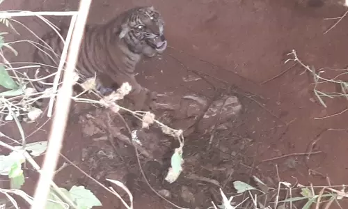 സുൽത്താൻ ബത്തേരിയിൽ തോട്ടത്തിലെ കുഴിയില്‍ വീണ കടുവക്കുട്ടിയെ രക്ഷപ്പെടുത്തി