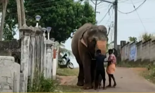 തിരുവനന്തപുരം ആറ്റിങ്ങലിൽ ആന ഇടഞ്ഞു