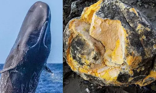 കോഴിക്കോട് തിമിംഗല ഛർദിയുമായി രണ്ടുപേർ പിടിയിൽ