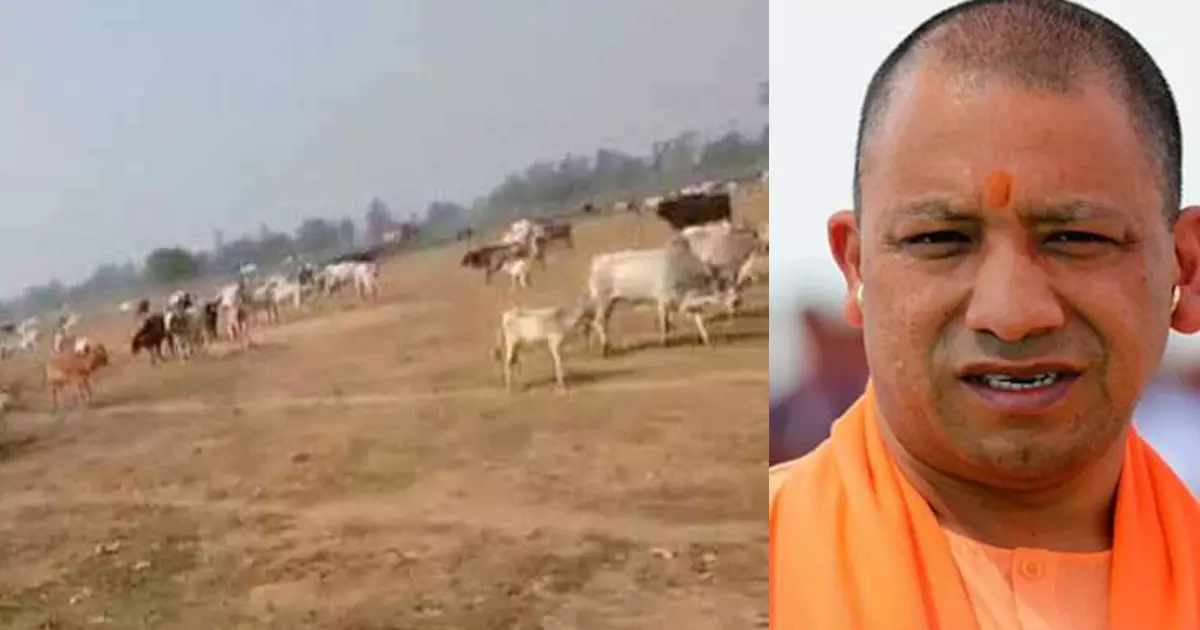 യോഗിയുടെ റാലി വേദിക്ക് സമീപത്തേക്ക് കന്നുകാലികളെ അഴിച്ചു വിട്ട് കർഷക പ്രതിഷേധം