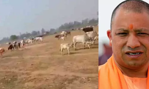 യോഗിയുടെ റാലി വേദിക്ക് സമീപത്തേക്ക് കന്നുകാലികളെ അഴിച്ചു വിട്ട് കർഷക പ്രതിഷേധം