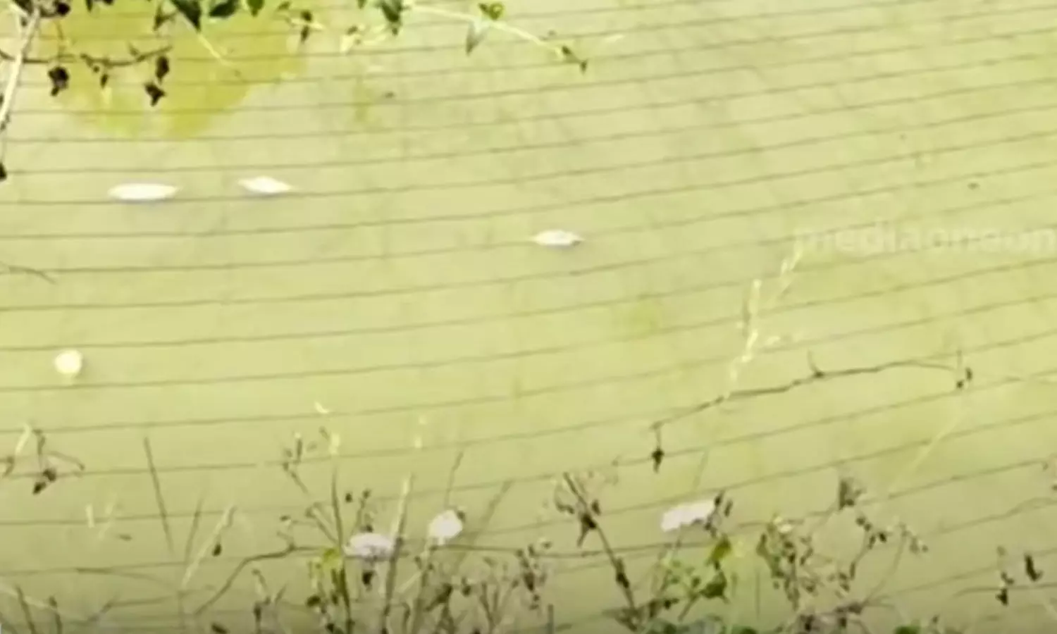 മത്സ്യക്കുളത്തിൽ വിഷം കലർത്തി മോഷണം; 4 ലക്ഷം രൂപയുടെ മത്സ്യങ്ങൾ നഷ്ടമായി മത്സ്യക്കുളത്തിൽ വിഷം കലർത്തി മോഷണം; 4 ലക്ഷം രൂപയുടെ മത്സ്യങ്ങൾ നഷ്ടമായി