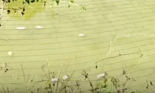 മത്സ്യക്കുളത്തിൽ വിഷം കലർത്തി മോഷണം; 4 ലക്ഷം രൂപയുടെ മത്സ്യങ്ങൾ നഷ്ടമായി
