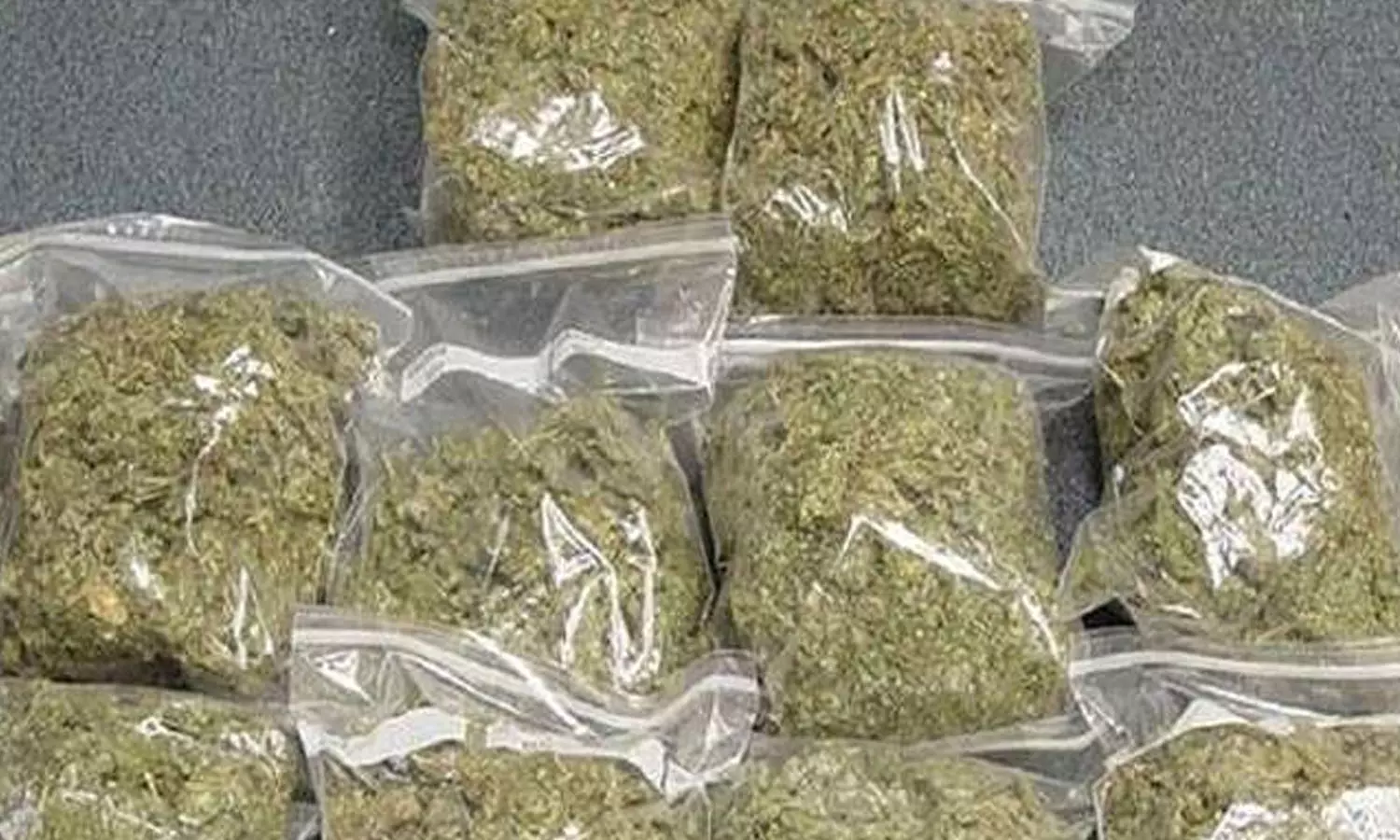 പാലക്കാട് വീണ്ടും കഞ്ചാവ് വേട്ട ; 170 കിലോ കഞ്ചാവ് എക്സൈസ് പിടികൂടി