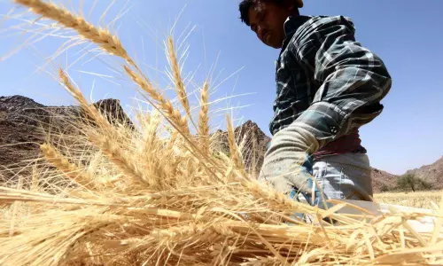 യുദ്ധത്തിൽ ഗോതമ്പിനും തീപിടിച്ചു; ഒമ്പത് വർഷത്തെ ഉയർന്ന നിരക്കിൽ യുദ്ധത്തിൽ ഗോതമ്പിനും തീപിടിച്ചു; ഒമ്പത് വർഷത്തെ ഉയർന്ന നിരക്കിൽ