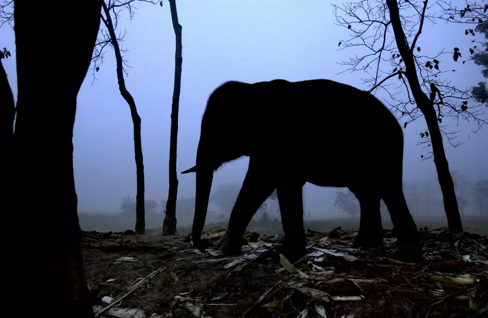 കോതമംഗലം കോട്ടപ്പടിയിൽ കാട്ടാന ആക്രമണത്തിൽ ഒരാൾക്ക് പരിക്ക് കോതമംഗലം കോട്ടപ്പടിയിൽ കാട്ടാന ആക്രമണത്തിൽ ഒരാൾക്ക് പരിക്ക്