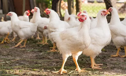 ചിറകടിച്ച് ചിക്കന്‍ വില; ലഗോണും കാടയും പൊള്ളും