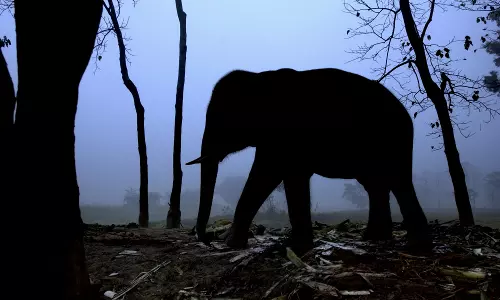 കോതമംഗലം കോട്ടപ്പടിയിൽ കാട്ടാന ആക്രമണത്തിൽ ഒരാൾക്ക് പരിക്ക് കോതമംഗലം കോട്ടപ്പടിയിൽ കാട്ടാന ആക്രമണത്തിൽ ഒരാൾക്ക് പരിക്ക്