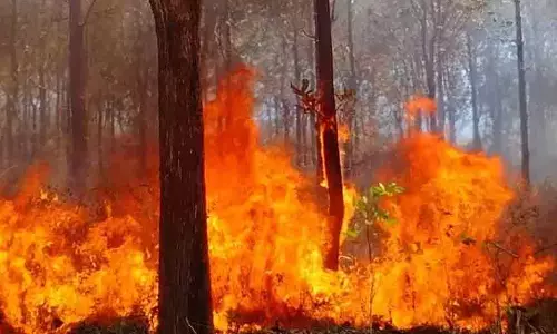 പെരിങ്ങമല ഫോറസ്റ്റ് സെക്ഷനിൽ കാട്ടുതീ പടരുന്നു