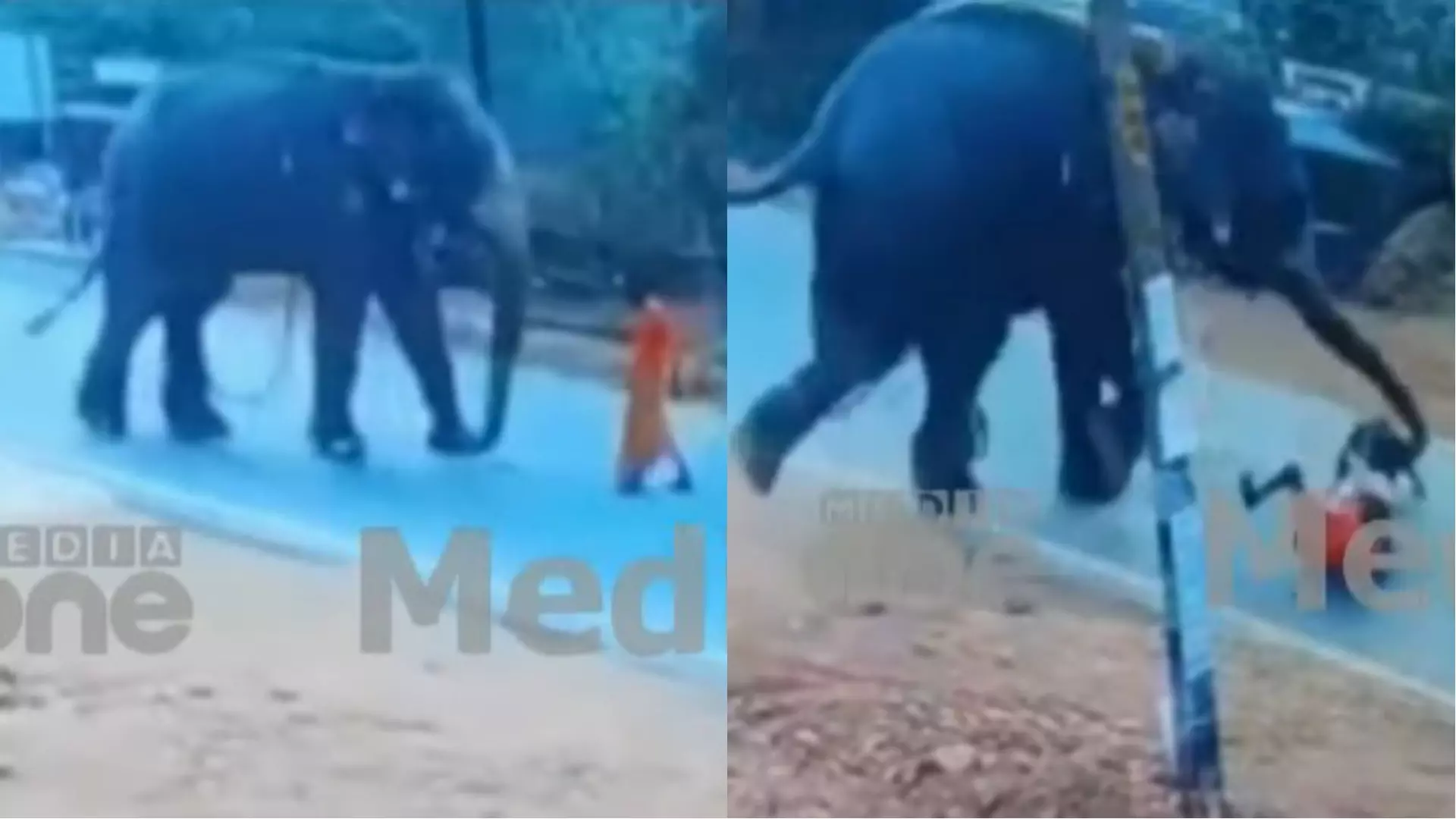 പാപ്പാനെ ആക്രമിച്ച് ആന; അടിച്ചു പ്രകോപിപ്പിക്കുന്ന ദൃശ്യങ്ങള്‍ പുറത്ത്