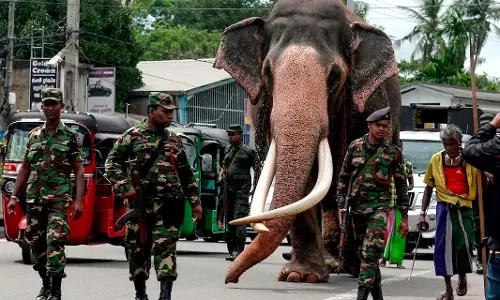 ശ്രീലങ്കയുടെ ദേശീയ സുരക്ഷ, ലോകമെങ്ങും ആരാധകർ; ഏഷ്യയിലെ ഏറ്റവും ഉയരം കൂടിയ ആന ചരിഞ്ഞു ശ്രീലങ്കയുടെ ദേശീയ സുരക്ഷ, ലോകമെങ്ങും ആരാധകർ; ഏഷ്യയിലെ ഏറ്റവും ഉയരം കൂടിയ ആന ചരിഞ്ഞു