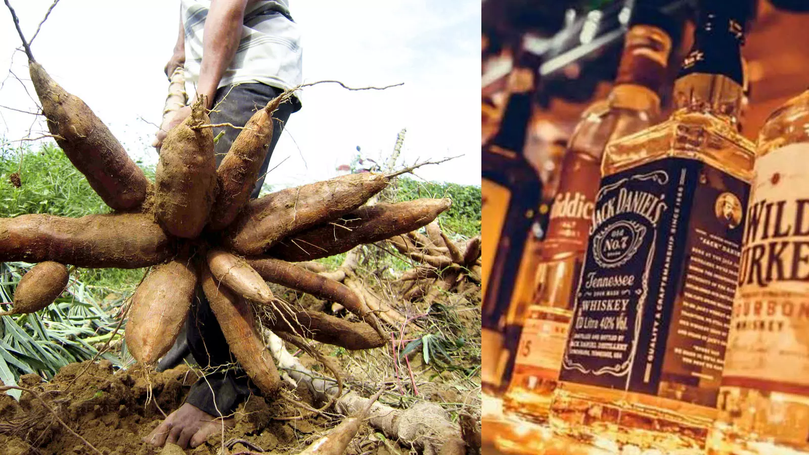 മരച്ചീനിയിൽനിന്ന് മദ്യം; നടക്കുമോ ബാലഗോപാലിന്റെ പെറ്റ് പ്രോജക്ട്? മരച്ചീനിയിൽനിന്ന് മദ്യം; നടക്കുമോ ബാലഗോപാലിന്റെ പെറ്റ് പ്രോജക്ട്?