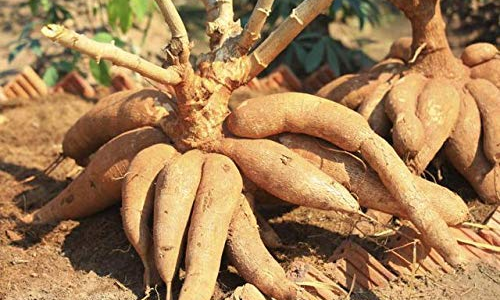 മരച്ചീനിയിൽ നിന്ന് വീര്യം കുറഞ്ഞ മദ്യം; ബജറ്റില്‍ രണ്ട് കോടി