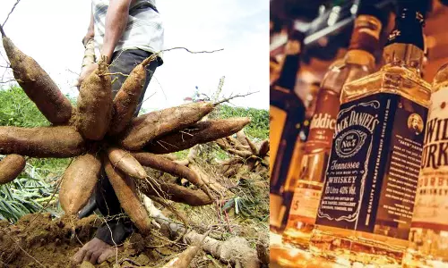 മരച്ചീനിയിൽനിന്ന് മദ്യം; നടക്കുമോ ബാലഗോപാലിന്റെ പെറ്റ് പ്രോജക്ട്?