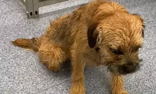 മോണിങ് വാക്കിന് പോയതേ ഓര്‍മയുള്ളൂ!! കഞ്ചാവടിച്ച്   ബോധം പോയി വളര്‍ത്തുനായ