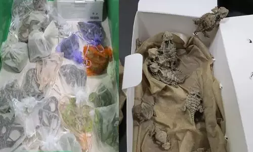 പാന്റ്സിലും ജാക്കറ്റിലുമായി 9 പാമ്പുകളും 52 പല്ലികളും; യുവാവിനെ പരിശോധിച്ചവർ ഞെട്ടി പാന്റ്സിലും ജാക്കറ്റിലുമായി 9 പാമ്പുകളും 52 പല്ലികളും; യുവാവിനെ പരിശോധിച്ചവർ ഞെട്ടി