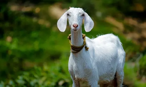 പത്തനാപുരത്ത് അജ്ഞാത ജീവിയുടെ ആക്രമണം; എട്ട് ആടുകൾ ചത്ത നിലയിൽ