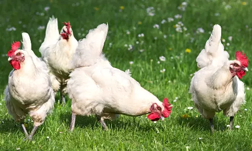 സംസ്ഥാനത്ത് കോഴി വില കുതിച്ചുയരുന്നു