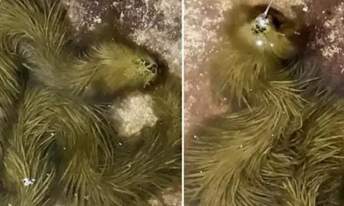 ഇത് പായലല്ല പാമ്പാണ്; ചതുപ്പില്‍ നിന്നും കണ്ടെത്തിയ അപൂര്‍വയിനം പാമ്പ്