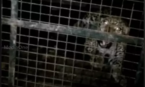 ധോണിയെ വിറപ്പിച്ച പുലി പിടിയില് ധോണിയെ വിറപ്പിച്ച പുലി പിടിയില്