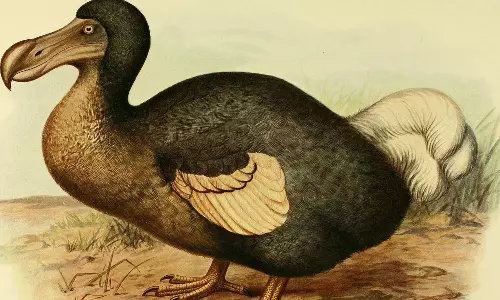 ഡോഡോ പക്ഷി തിരിച്ചു വരുന്നു; ഡി.എൻ.എ സീക്വൻസിങ്  പൂർത്തിയായി