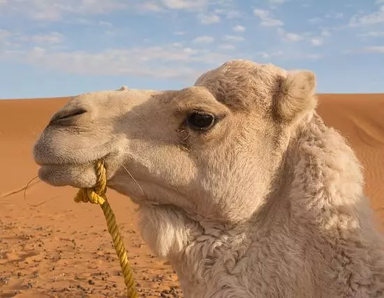 ഖത്തറില് മെര്സ് രോഗം സ്ഥിരീകരിച്ചത് ഒട്ടകങ്ങളുമായി സമ്പര്ക്കമുള്ളയാള്ക്ക് ഖത്തറില് മെര്സ് രോഗം സ്ഥിരീകരിച്ചത് ഒട്ടകങ്ങളുമായി സമ്പര്ക്കമുള്ളയാള്ക്ക്
