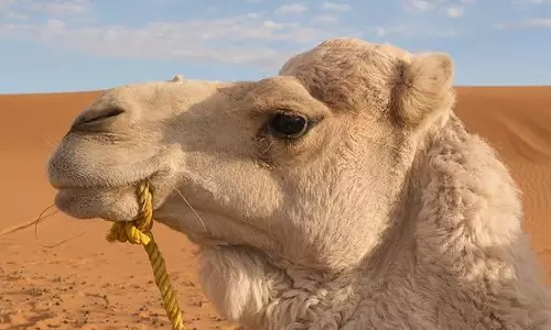 ഖത്തറില്‍ മെര്‍സ് രോഗം സ്ഥിരീകരിച്ചത് ഒട്ടകങ്ങളുമായി സമ്പര്‍ക്കമുള്ളയാള്‍ക്ക്