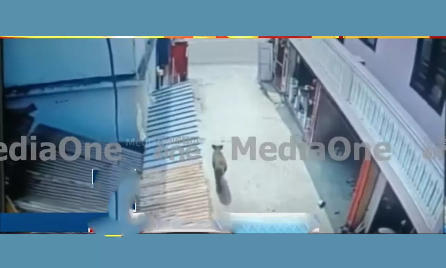 പാലക്കാട് പല്ലാവൂരിൽ കാട്ടുപന്നി വീട്ടിലേക്ക് ഓടിക്കയറി പാലക്കാട് പല്ലാവൂരിൽ കാട്ടുപന്നി വീട്ടിലേക്ക് ഓടിക്കയറി