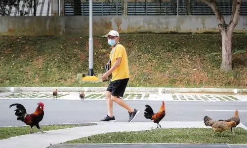 കൂവുന്നു, തൂവല്‍ പാറിക്കളിക്കുന്നു, കോഴികളെ കൊണ്ട് തോറ്റ് ഒരു നഗരം; ടാസ്‌ക് ഫോഴ്‌സ് രൂപീകരിച്ച് അധികൃതർ