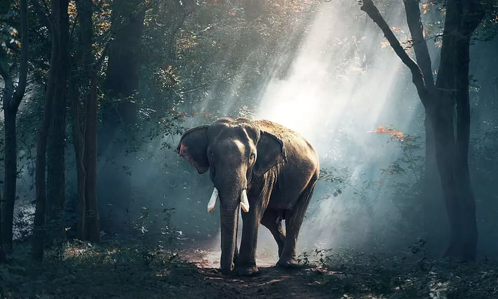 ഇടുക്കിയില് കാട്ടാനയുടെ ആക്രമണത്തിൽ ഒരാൾ മരിച്ചു ഇടുക്കിയില് കാട്ടാനയുടെ ആക്രമണത്തിൽ ഒരാൾ മരിച്ചു