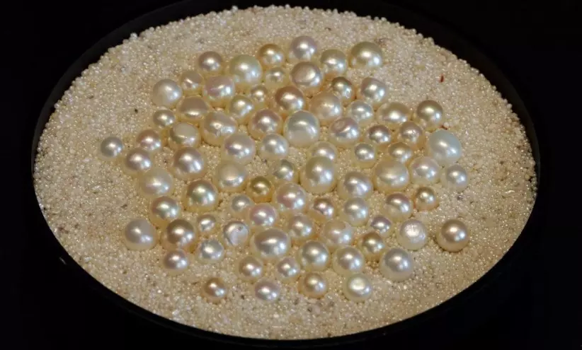 മുത്തുകളുടെ ലഭ്യത ഉറപ്പാക്കുന്നതിനുള്ള   ആദ്യഘട്ട പഠനം പൂർത്തിയായി