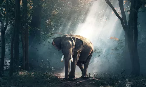 ഇടുക്കിയില് കാട്ടാനയുടെ ആക്രമണത്തിൽ ഒരാൾ മരിച്ചു ഇടുക്കിയില് കാട്ടാനയുടെ ആക്രമണത്തിൽ ഒരാൾ മരിച്ചു