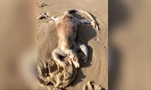 നീണ്ട നഖങ്ങൾ, ഉരഗ ജീവിയുടെ തലയോട്ടി; ആസ്ത്രേലിയൻ കടൽതീരത്ത് അജ്ഞാത ജീവി നീണ്ട നഖങ്ങൾ, ഉരഗ ജീവിയുടെ തലയോട്ടി; ആസ്ത്രേലിയൻ കടൽതീരത്ത് അജ്ഞാത ജീവി