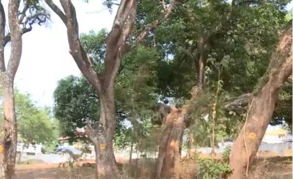 താലൂക്ക് ഓഫീസ് നിർമാണത്തിനായി മുറിക്കുന്നത് 54 വൻമരങ്ങൾ; അനുമതി വനംവകുപ്പിന്റെ എതിർപ്പ് മറികടന്ന് താലൂക്ക് ഓഫീസ് നിർമാണത്തിനായി മുറിക്കുന്നത് 54 വൻമരങ്ങൾ; അനുമതി വനംവകുപ്പിന്റെ എതിർപ്പ് മറികടന്ന്