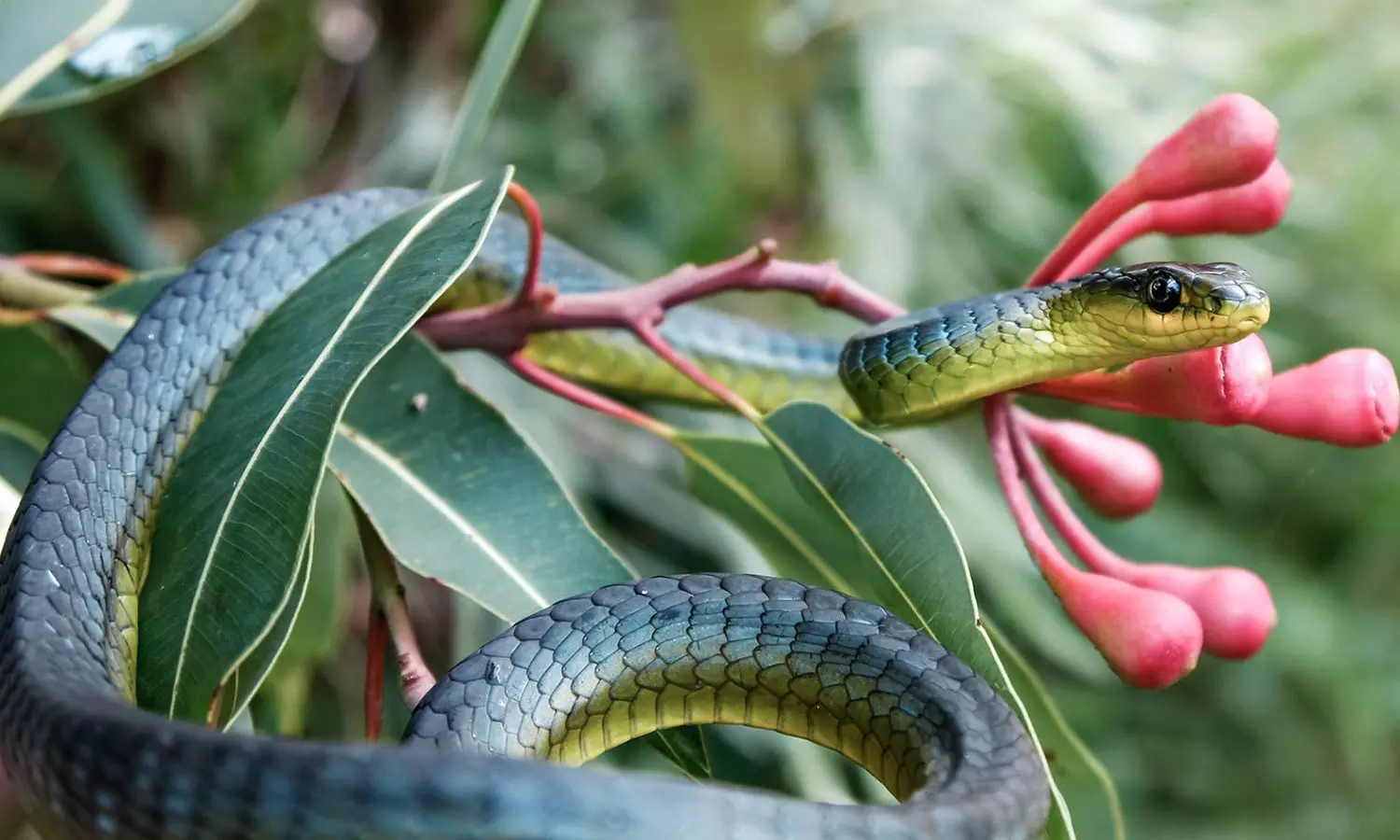 വേനൽ കാലമാണ്; പാമ്പുകളെ സൂക്ഷിക്കണം വേനൽ കാലമാണ്; പാമ്പുകളെ സൂക്ഷിക്കണം