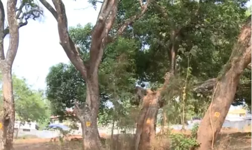 താലൂക്ക് ഓഫീസ് നിർമാണത്തിനായി മുറിക്കുന്നത് 54 വൻമരങ്ങൾ; അനുമതി വനംവകുപ്പിന്റെ എതിർപ്പ് മറികടന്ന്