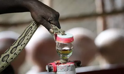 പാമ്പിൻ വിഷം ശേഖരിച്ച് വിൽക്കാം; ഇരുള സമുദായത്തിന് വനം വകുപ്പിന്റെ അനുമതി