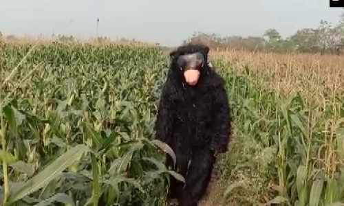 വിള നശിപ്പിക്കാനെത്തുന്ന കുരങ്ങിനെ ഓടിക്കാൻ കരടി വേഷം; മാസവരുമാനം 15,000