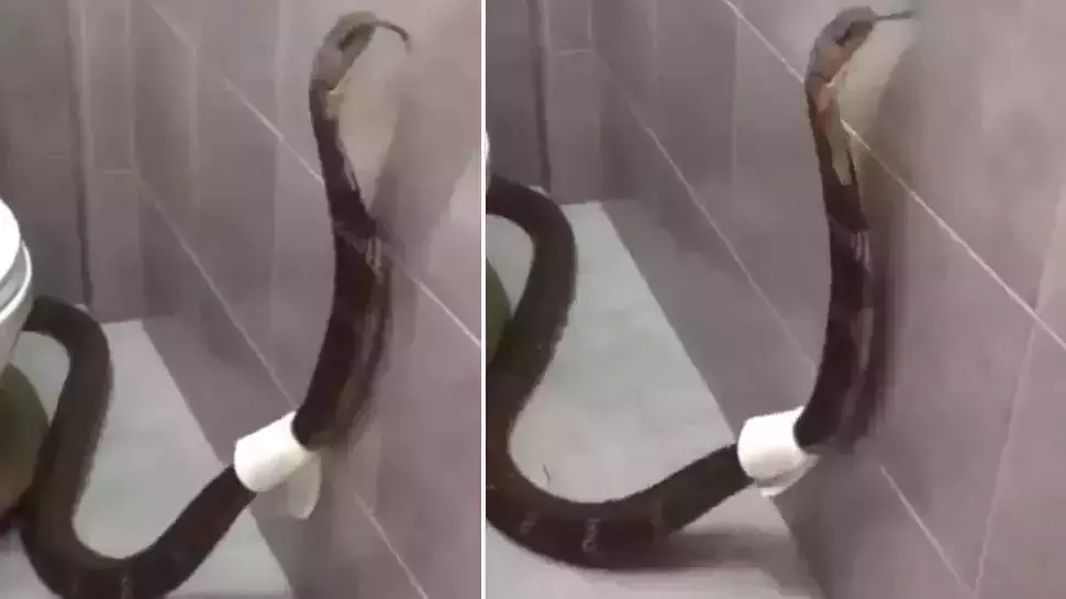 കുളിമുറിയുടെ വാതില് തുറന്നപ്പോള് കണ്ടത് ടോയ്ലറ്റ് പേപ്പറില് പൊതിഞ്ഞ കൂറ്റന് രാജവെമ്പാല; ഞെട്ടിപ്പിക്കുന്ന വീഡിയോ കുളിമുറിയുടെ വാതില് തുറന്നപ്പോള് കണ്ടത് ടോയ്ലറ്റ് പേപ്പറില് പൊതിഞ്ഞ കൂറ്റന് രാജവെമ്പാല; ഞെട്ടിപ്പിക്കുന്ന വീഡിയോ