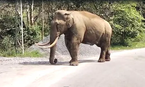 മൂന്നാറിൽ കെഎസ്ആർടിസി ബസിനു മുന്നിൽ പടയപ്പയുടെ മാസ് എൻട്രി