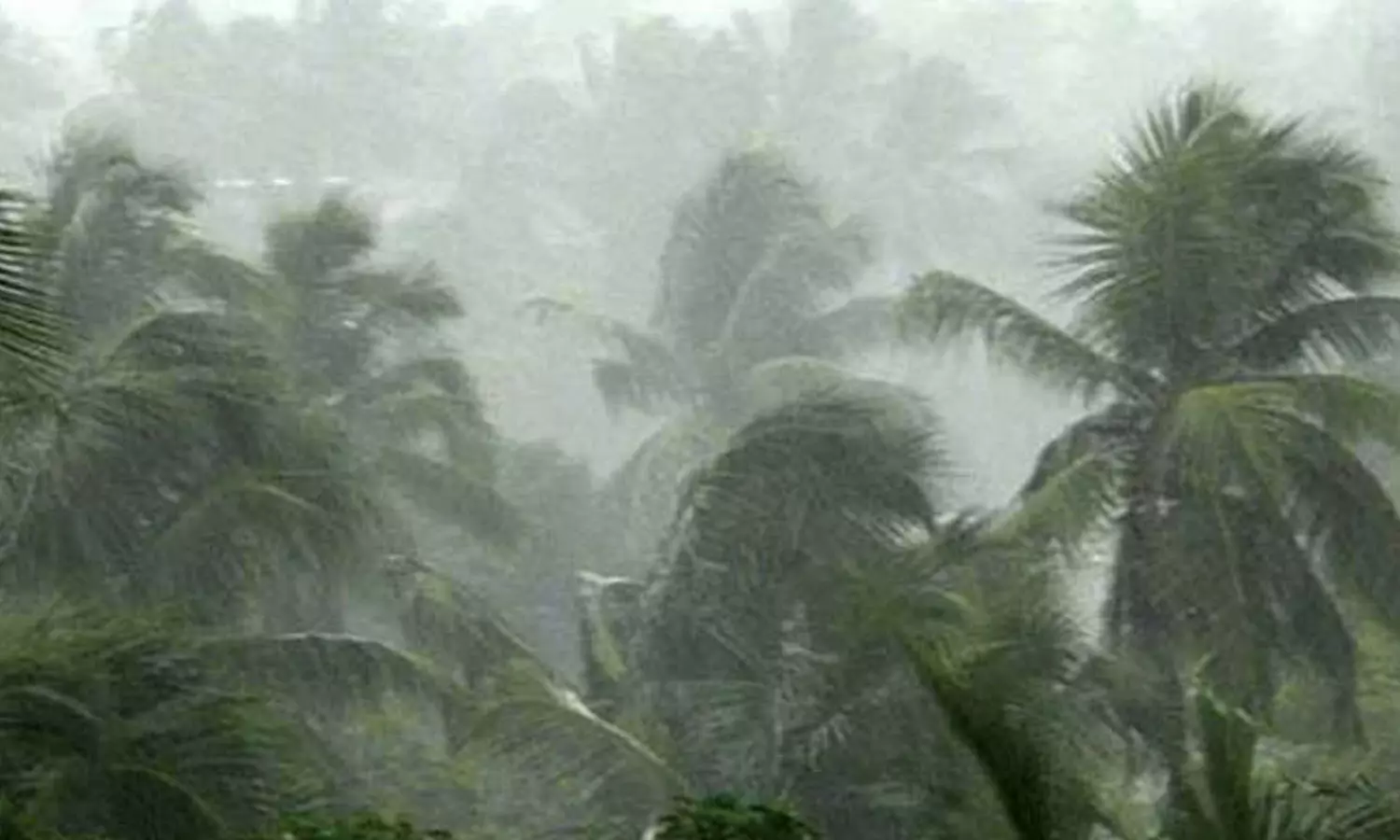 കനത്ത മഴ; കോഴിക്കോട് തെങ്ങ് കടപുഴകി വീട് തകർന്നു കനത്ത മഴ; കോഴിക്കോട് തെങ്ങ് കടപുഴകി വീട് തകർന്നു