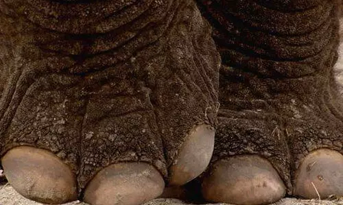 അട്ടപ്പാടിയില്‍ ആദിവാസി വിദ്യാര്‍ഥിയെ കാട്ടാന ചവിട്ടിക്കൊന്നു