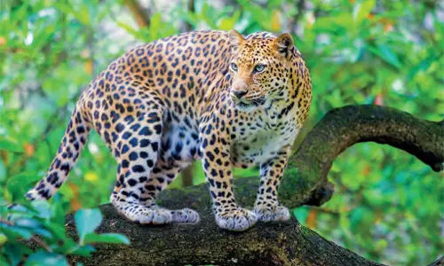 പുലിപ്പേടിയില്‍ വയനാട് പൊഴുതന; ജനവാസമേഖലയിൽ ഇറങ്ങിയ പുലി പശുവിനെ കടിച്ചുകൊന്നു