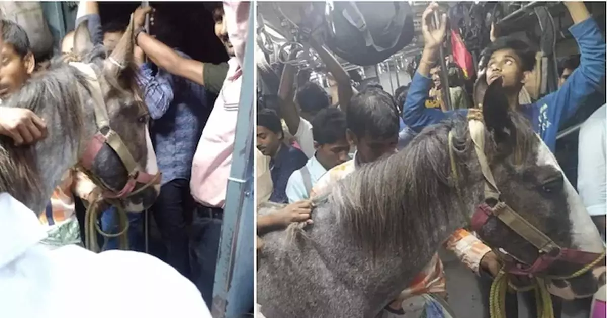 ലോക്കൽ ട്രെയിനിൽ സവാരി നടത്തി കുതിര; വീഡിയോ വൈറൽ ലോക്കൽ ട്രെയിനിൽ സവാരി നടത്തി കുതിര; വീഡിയോ വൈറൽ