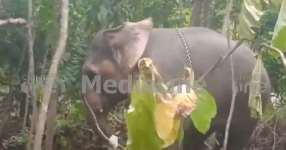 തിരുവനന്തപുരത്ത് ആന പാപ്പാനെ നിലത്തടിച്ച് കൊന്നു തിരുവനന്തപുരത്ത് ആന പാപ്പാനെ നിലത്തടിച്ച് കൊന്നു