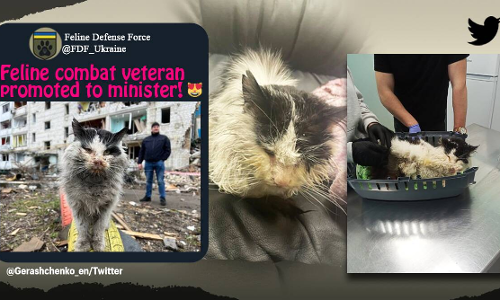 റഷ്യന്‍ ആക്രമണത്തില്‍ നിന്നും രക്ഷപ്പെട്ട പൂച്ചയെ യുക്രൈന്‍ ആഭ്യന്തര മന്ത്രാലയം ദത്തെടുത്തു