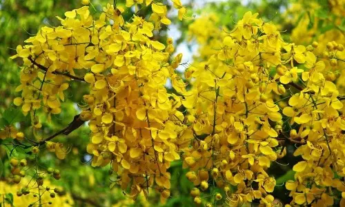 മഹാമാരിയുടെ പിടിയിലമര്ന്ന വറുതിക്കാലത്തിന് വിട; ഇനി സമൃദ്ധിയുടെ വിഷുക്കാഴ്ചകളിലേക്ക്... മഹാമാരിയുടെ പിടിയിലമര്ന്ന വറുതിക്കാലത്തിന് വിട; ഇനി സമൃദ്ധിയുടെ വിഷുക്കാഴ്ചകളിലേക്ക്...