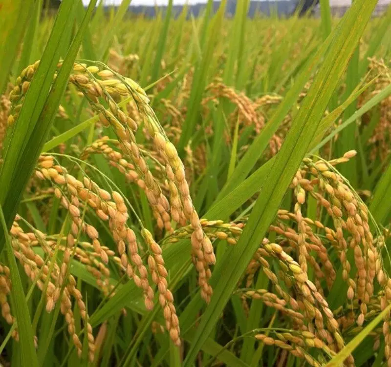 വിളവെടുത്ത നെല്ല് മഴ നനഞ്ഞു നശിക്കുന്നു; ദുരിതങ്ങള്ക്ക് നടുവില് അപ്പര് കുട്ടനാട്ടിലെ കര്ഷകര് വിളവെടുത്ത നെല്ല് മഴ നനഞ്ഞു നശിക്കുന്നു; ദുരിതങ്ങള്ക്ക് നടുവില് അപ്പര് കുട്ടനാട്ടിലെ കര്ഷകര്
