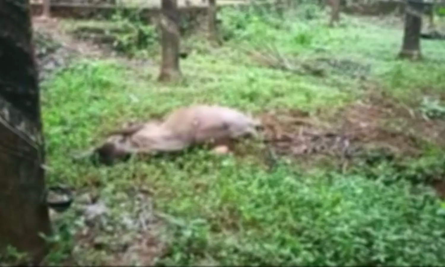 കാട്ടാനശല്യം രൂക്ഷം;  വടാട്ടുപാറയിൽ വീടിനോട് ചേർന്ന് കെട്ടിയിരുന്ന പോത്തിനെ കാട്ടാന കൊന്നു